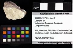 Foto (Objket + Etiketten) von Goniodromites bidentatus (Reuss, 1859) 